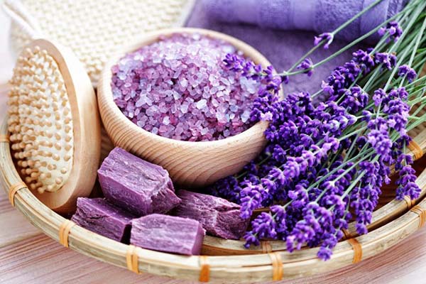 Hoa laveder- ý nghĩa, công dụng và cách trồng hoa đơn giản 5