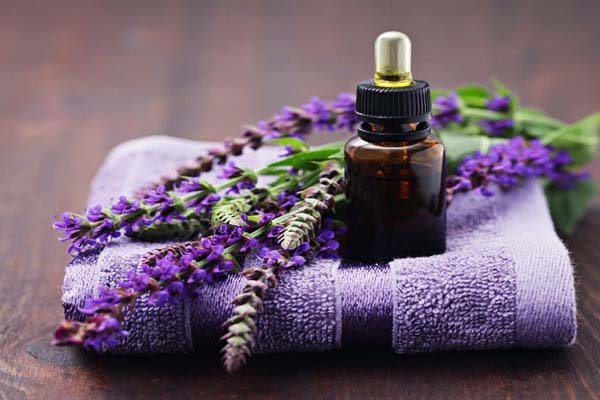 Hoa laveder- ý nghĩa, công dụng và cách trồng hoa đơn giản6