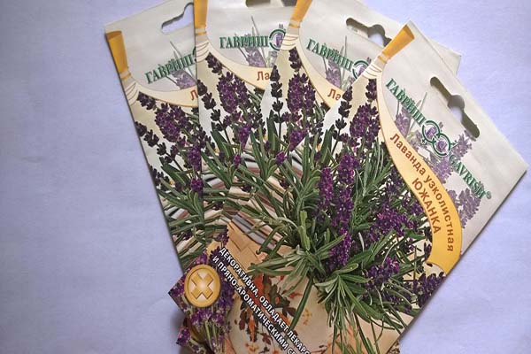 Hoa laveder- ý nghĩa, công dụng và cách trồng hoa đơn giản7