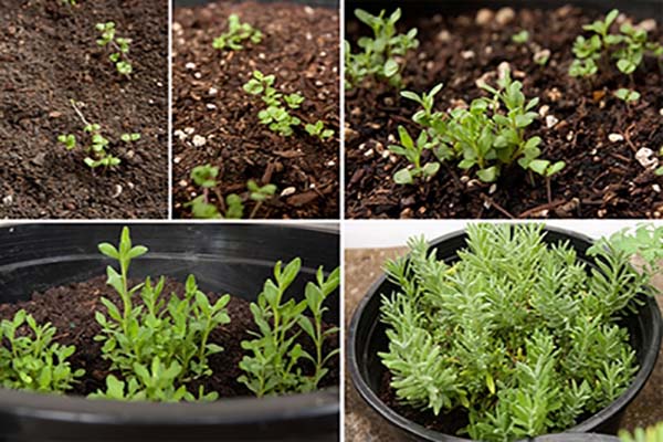 Hoa laveder- ý nghĩa, công dụng và cách trồng hoa đơn giản 9