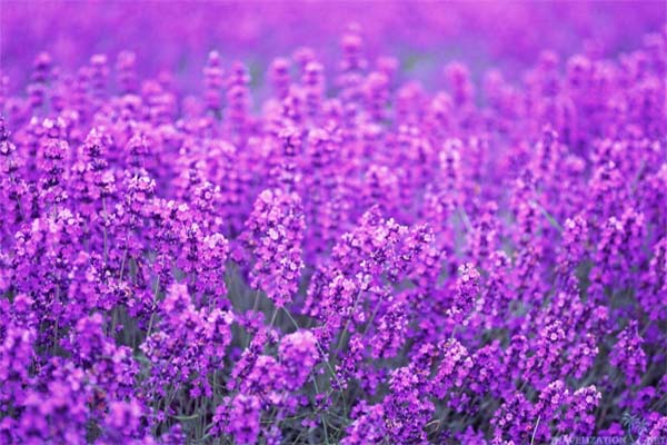 Hoa laveder- ý nghĩa, công dụng và cách trồng hoa đơn giản