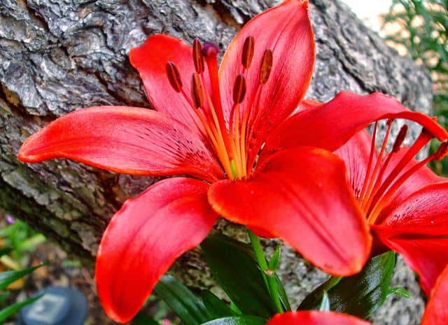 Hoa lily tượng trưng cho sự ngọt ngào tươi vui