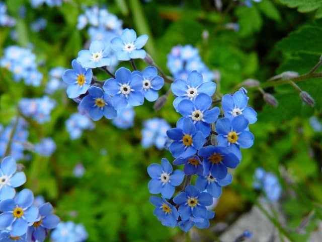 Hoa lưu ly thường có màu xanh và tím