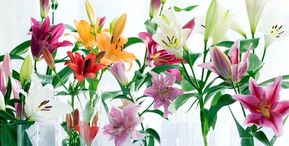 Hoa ly có nhiều màu sắc cho bạn lựa chọn làm quà tặng