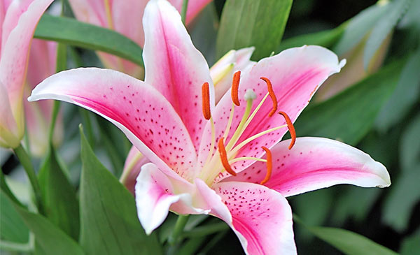 Hoa lily là biểu tượng cho vẻ đẹp quyến rủ nên dành tặng sinh nhật tháng 5