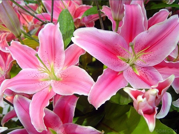 Hoa ly - một trong số các loài hoa đẹp nhất Việt Nam
