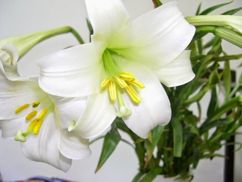 Hoa lily- tinh khôi và thanh khiết