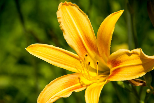Hoa Lily biểu tượng cho hạnh phúc và thịnh vượng