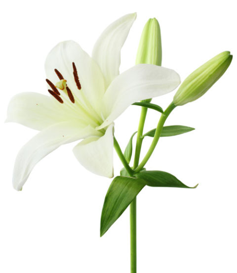 Hoa lily - niềm hy vọng vững vàng