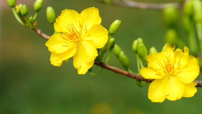Hoa mai - loài hoa đặc trưng cho dịp Tết cổ truyền ở miền Nam