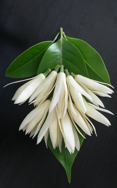 hình ảnh hoa ngọc lan trắng | Z photos