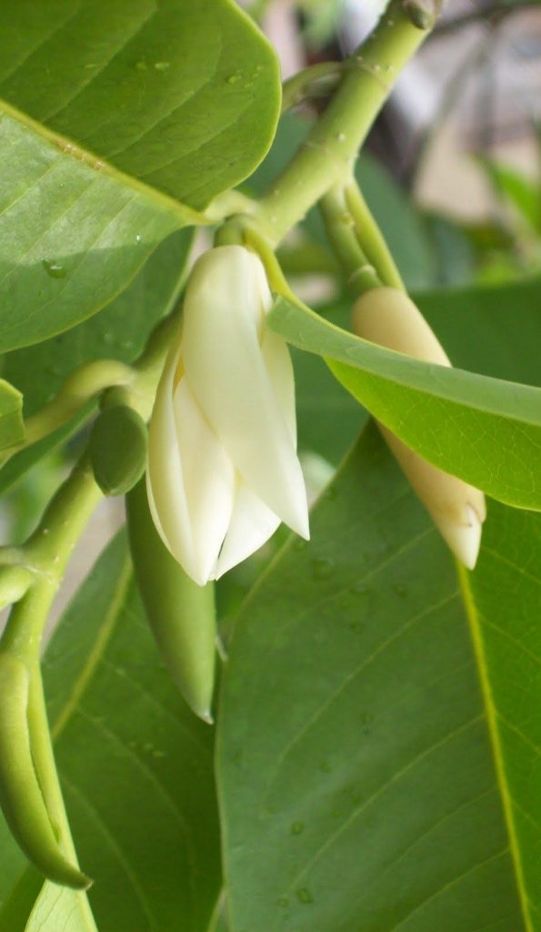 Hình ảnh cây hoa ngọc lan trắng