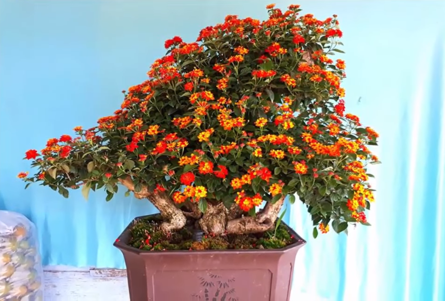 Chậu hoa ngũ sắc tạo hình bonsai độc đáo