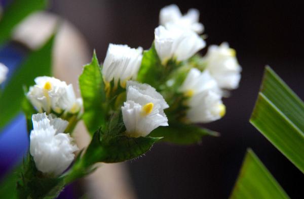 Ý nghĩa Hoa salem trắng   | Blog Cây Cảnh