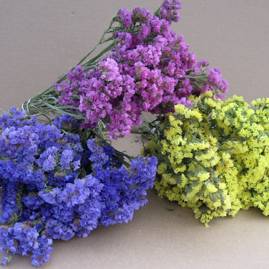 Màu sắc đa dạng của hoa salem
