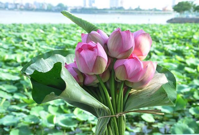 Hoa sen - một trong những loài hoa đẹp nhất Việt Nam