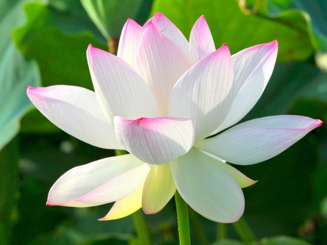 Ý nghĩa hoa sen - Hoa sen được coi là loài hoa linh thiêng, đại diện cho vẻ đẹp tinh khiết của tâm hồn. Hoa sen còn tượng trưng cho sự tiên tri và sáng suốt trong tôn giáo Phật giáo. Những hình ảnh về hoa sen sẽ giúp cho người xem hiểu thêm về ý nghĩa sâu sắc của loài hoa này.