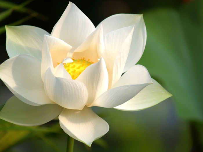 Hoa sen white - chủng loại hoa đem ý nghĩa sâu sắc của việc cao quý, thuần khiết