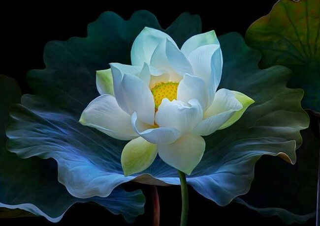 Hoa sen White đám tang - Vẻ đẹp mắt của việc oai nghiêm, trang trọng