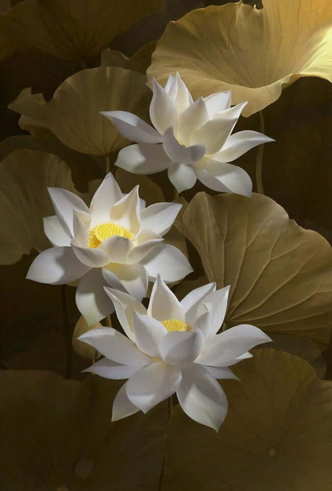 Hoa sen Trắng đám tang - Vẻ đẹp nhất của việc uy nghiêm, trang trọng