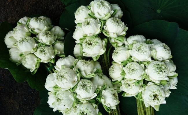 Bó hoa sen trắng đám tang mang màu sắc nhẹ nhàng
