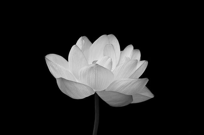 Avatar hoa sen trắng đám tang được sử dụng nhiều nhất hiện nay