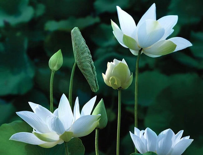 Hoa sen trắng tang lễ rất được ưa chuộng