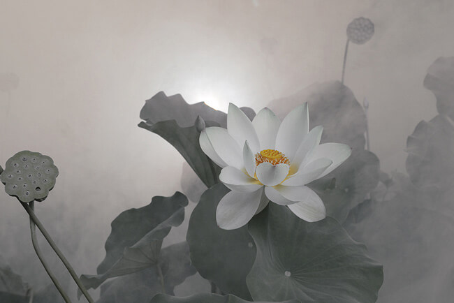 Hoa sen trắng tang lễ thể hiện tình cảm của người ra đi cũng như chia buồn với người thân ở lại