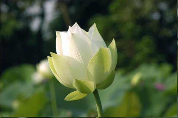Hoa Sen xanh là loại sen của Văn Thù Sư Lợi, hiện thân của trí tuệ viên thành
