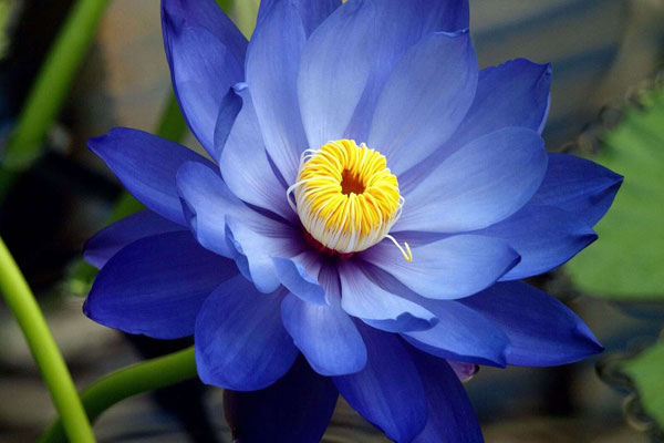 Hoa sen xanh có nghĩa là sức mạnh và ý chí