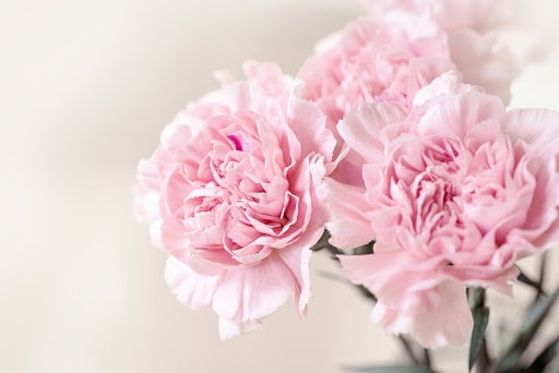 Hoa cẩm chướng hồng thể hiện lòng biết ơn