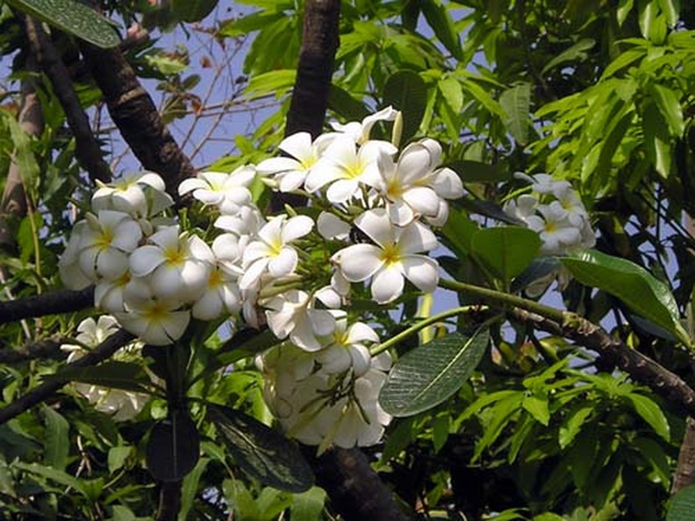 Hoa sứ trắng là loại cây rất dễ trồng