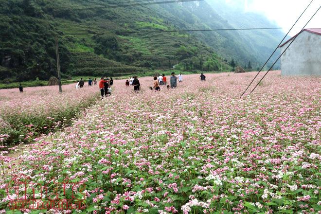 Hà Giang là nơi có những cánh đồng hoa tam giác mạch tuyệt đẹp