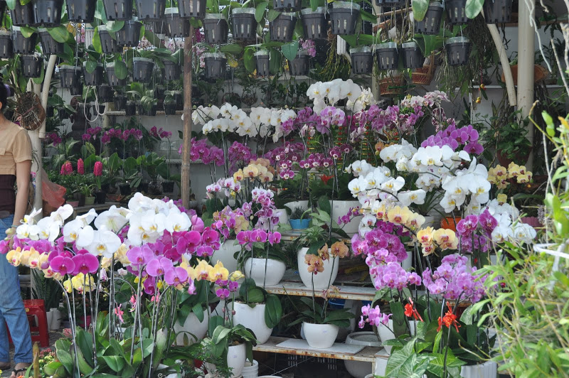 Xu hướng nhiều người bày bán hoa lan ngày tết năm 2019