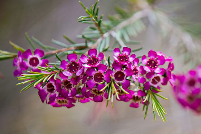 Hoa liễu thanh màu tím với vẻ đẹp yêu kiều