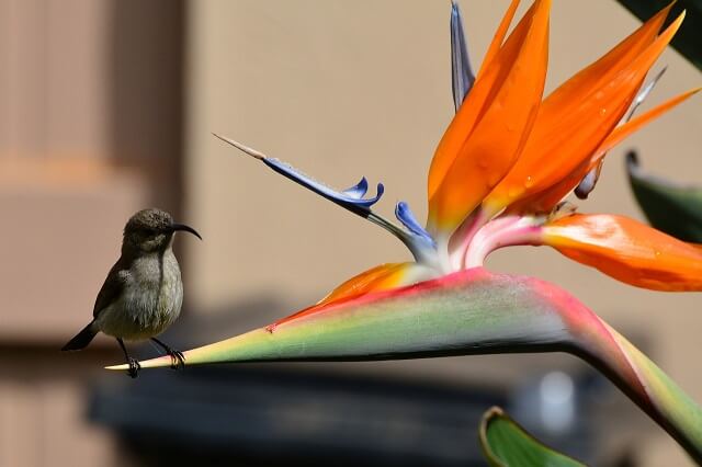 Thiên điểu hoa tựa như loài chim thiên đường tuyệt đẹp
