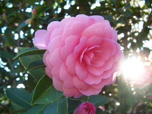 Bông hoa trà đẹp dưới ánh nắng mai
