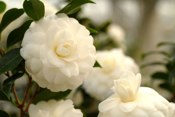 Hoa trà thơm trắng đẹp cho ngày Tết cổ truyền