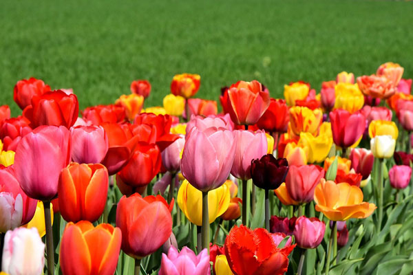 Tulip với nhiều chủng loại và màu sắc khác nhau