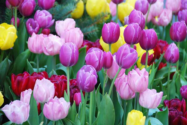 màu sắc đa dạng của hoa tulip