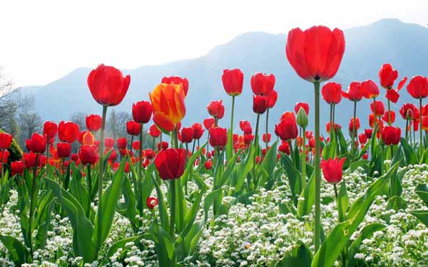 Hình ảnh đẹp về hoa tulip đỏ