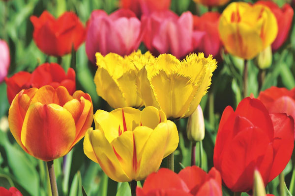 Tulip từng được coi là một loại “ cổ phiếu”