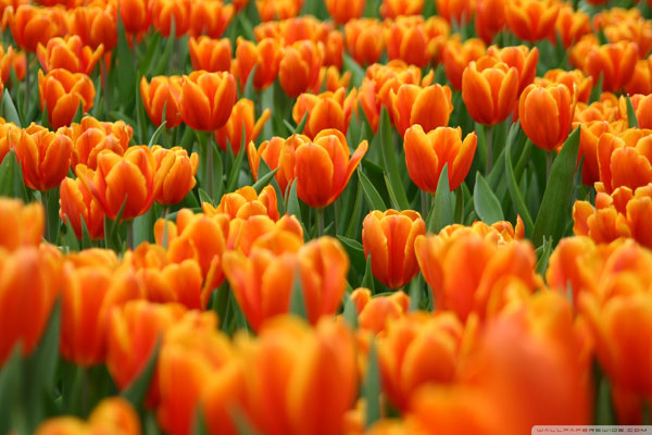Tulip cam: Tràn đầy năng lượng, lòng nhiệt tình, mong muốn và niềm đam mê.