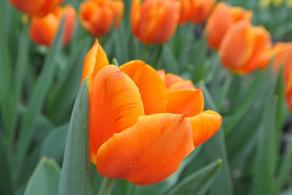 Hoa tulip màu cam niềm đam mê