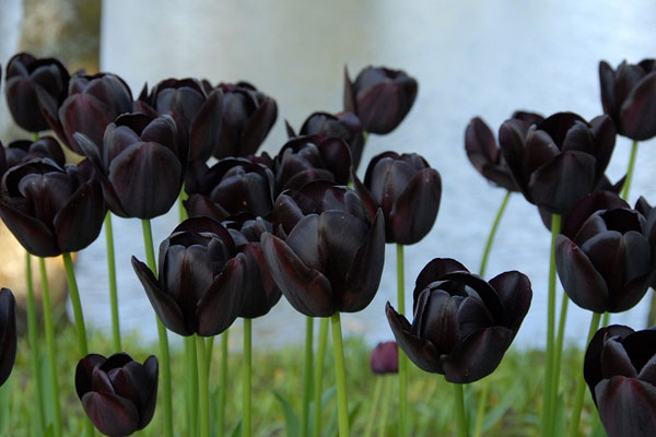 Hoa tulip đen (La tulip noire) tình yêu bất diệt