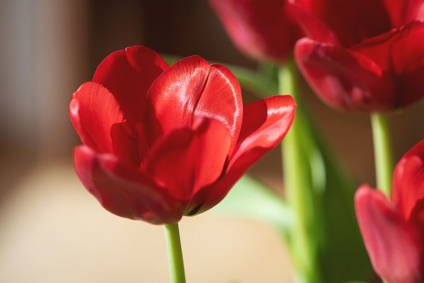Hoa tulip màu đỏ thể hiện tình yêu nồng cháy