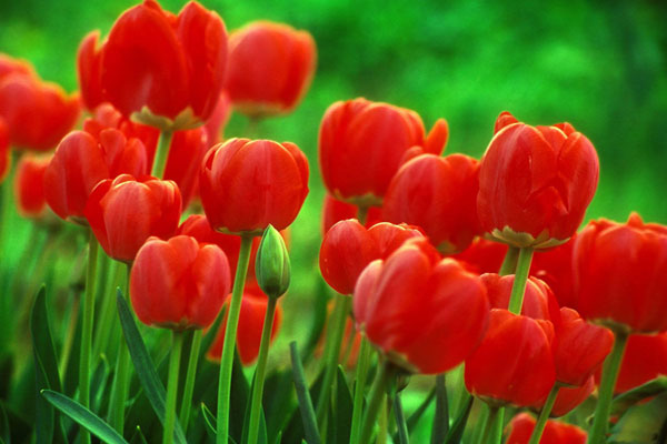 Hoa Tulip đỏ thể hiện cho tình yêu và sự lãng mạn.