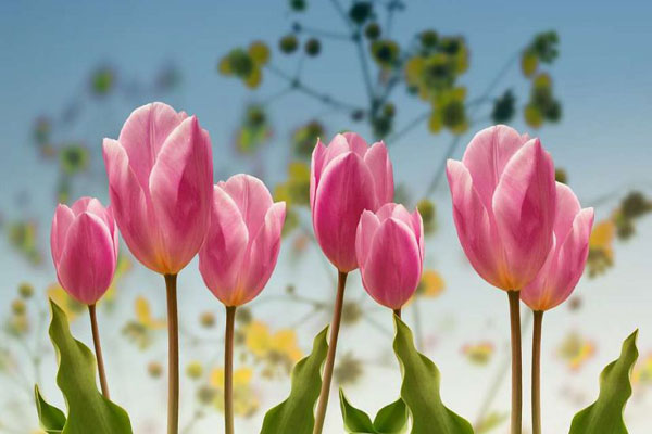 Hoa tulip hồng thể hiện sự ân cần, chăm sóc