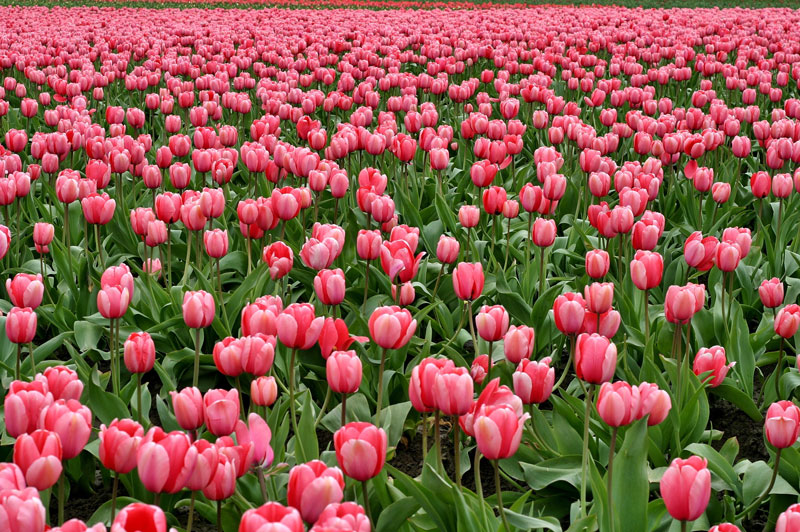 Cách đồng hoa tulip màu hồng 