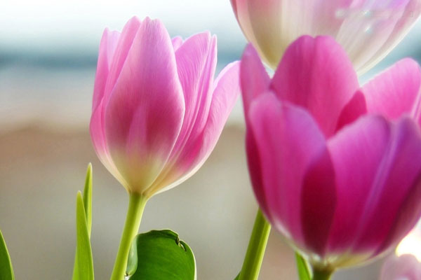 Hoa tulip màu hồng thể hiện tình cảm chân thành